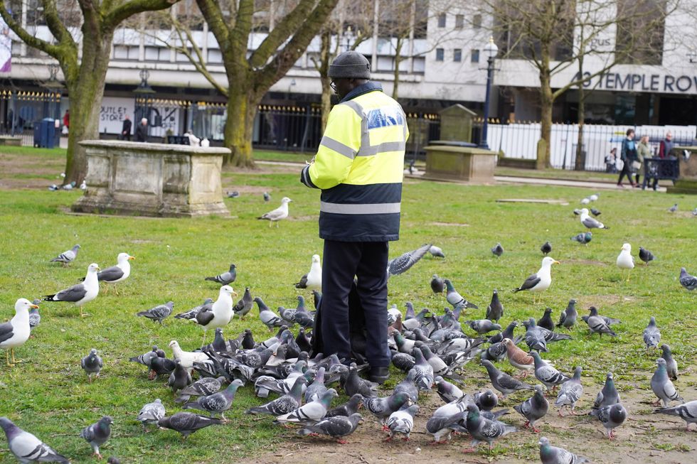 A man in council unform surrounded by pigeons