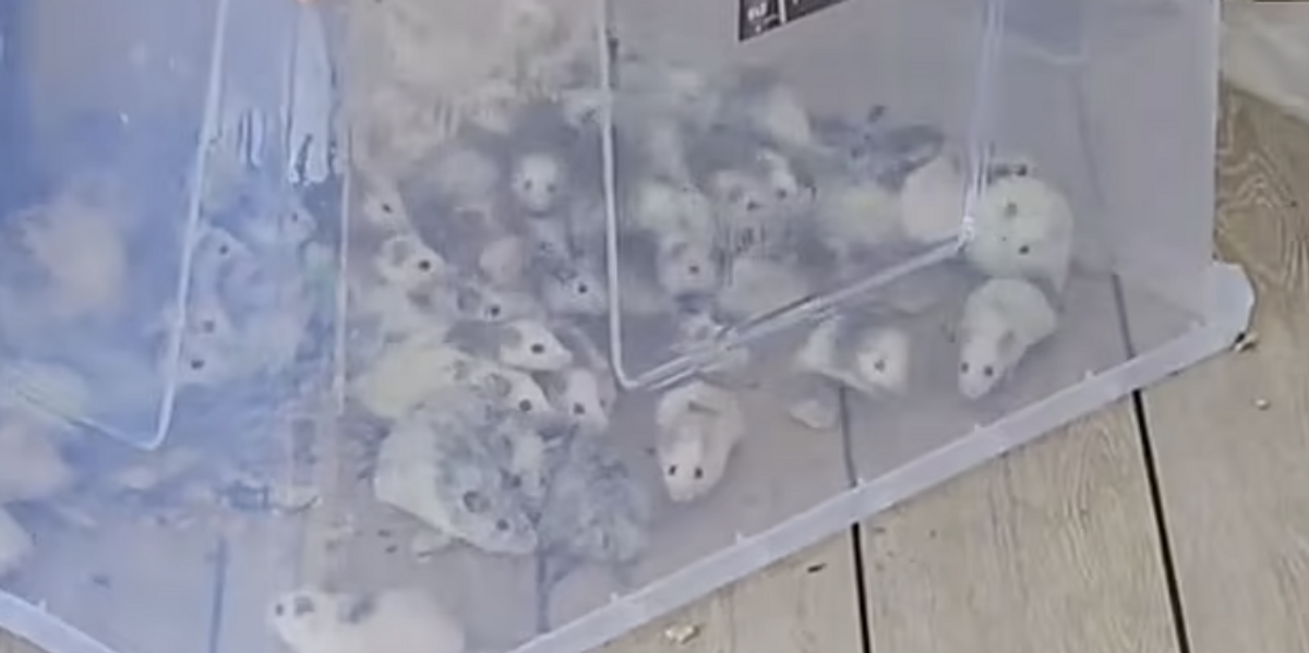NextImg:McDonald's targeted again in vile pro-Palestine stunt as box of live mice thrown into second restaurant