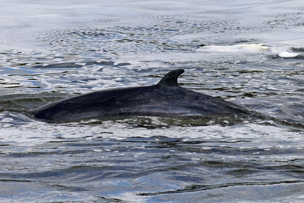 A minke whale