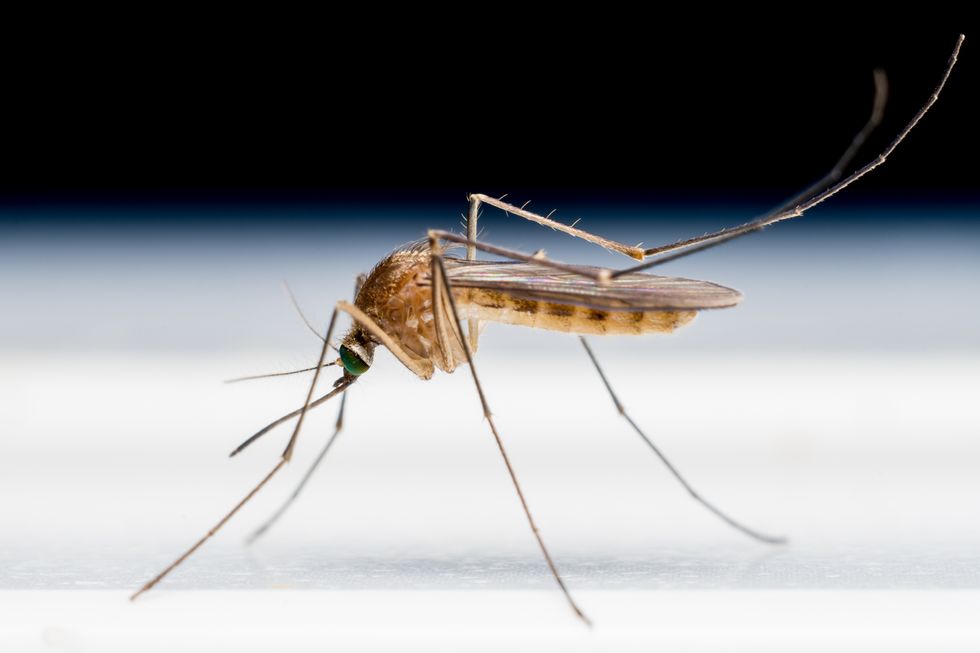 A mosquito from the side on a white surface
