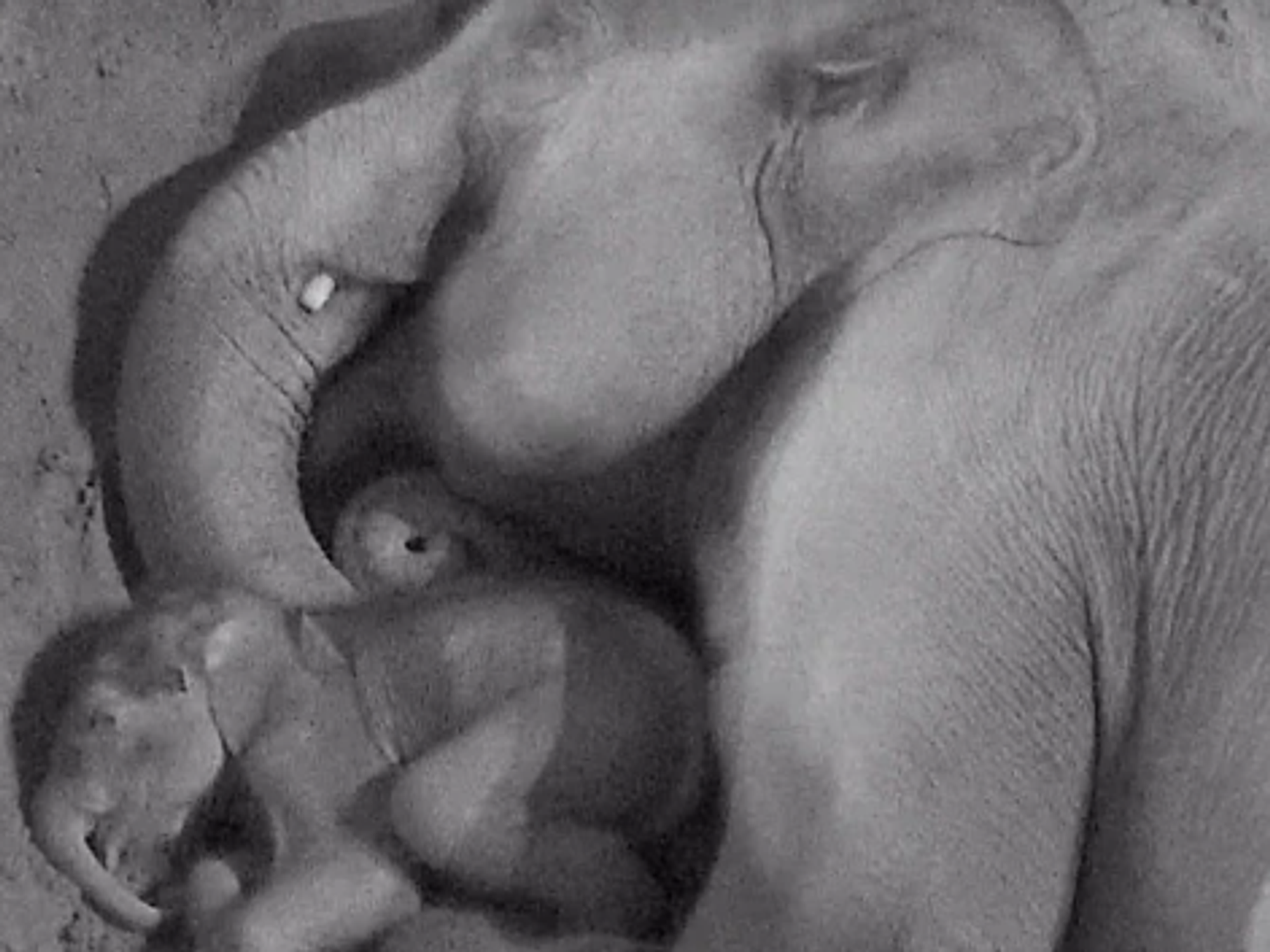 A mother elephant and her calf at Blackpool Zoo