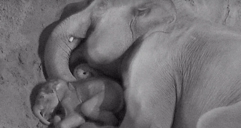 A mother elephant and her calf at Blackpool Zoo