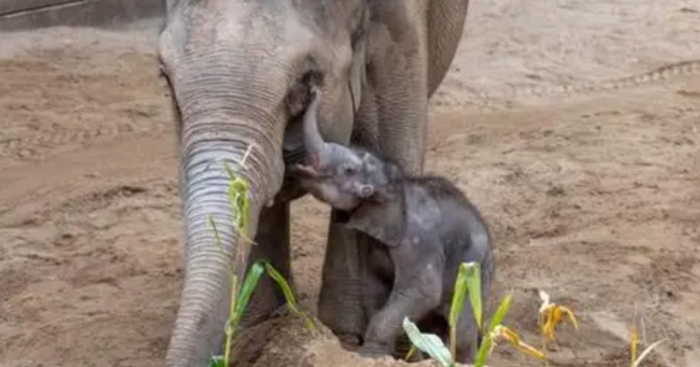 A mother elephant and her calf at Blackpool Zoo