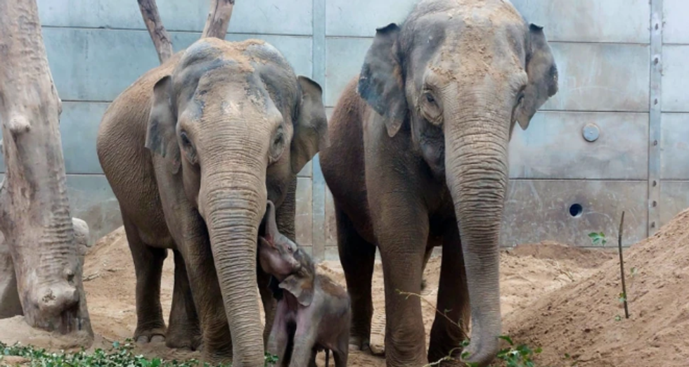 A mother elephant and her calf at Blackpool Zoo