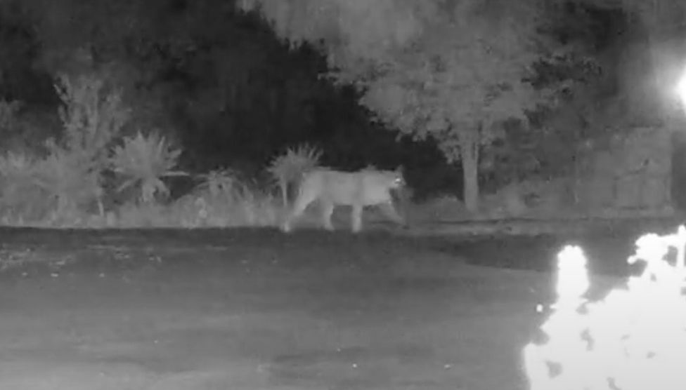 A mountain lion has been spotted just miles from the pair's Montecito mansion