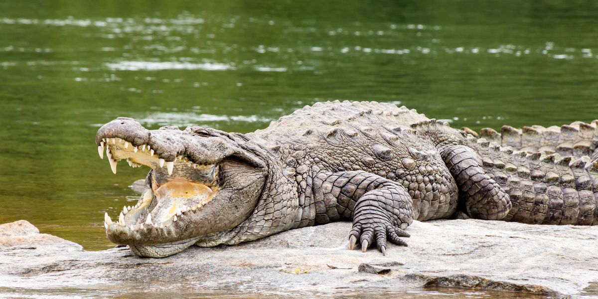 NextImg:Human remains found in search for schoolgirl, 12, who was attacked by crocodile while swimming