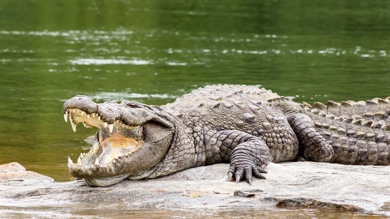 A mugger crocodile basking on a rock along river Kaveri at the Ranganthittu bird santuary