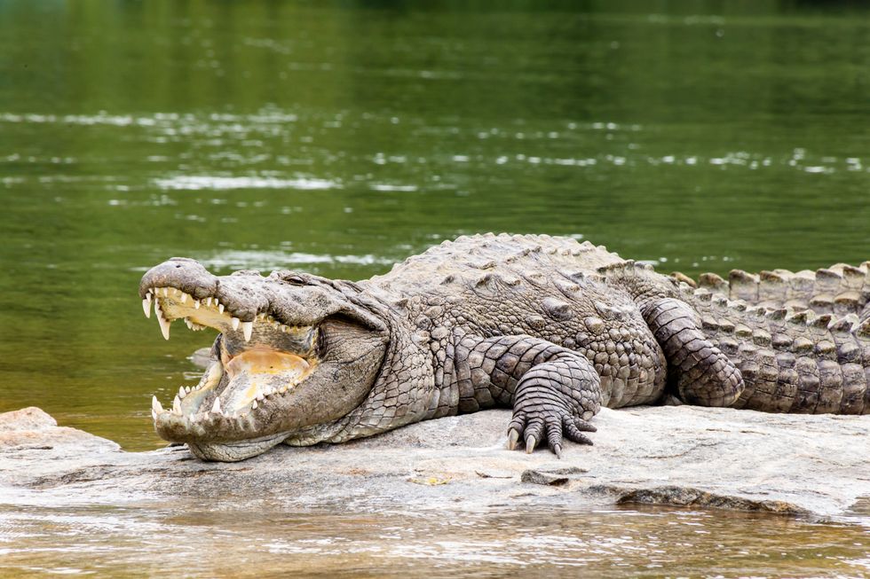 A mugger crocodile basking on a rock along river Kaveri at the Ranganthittu bird santuary