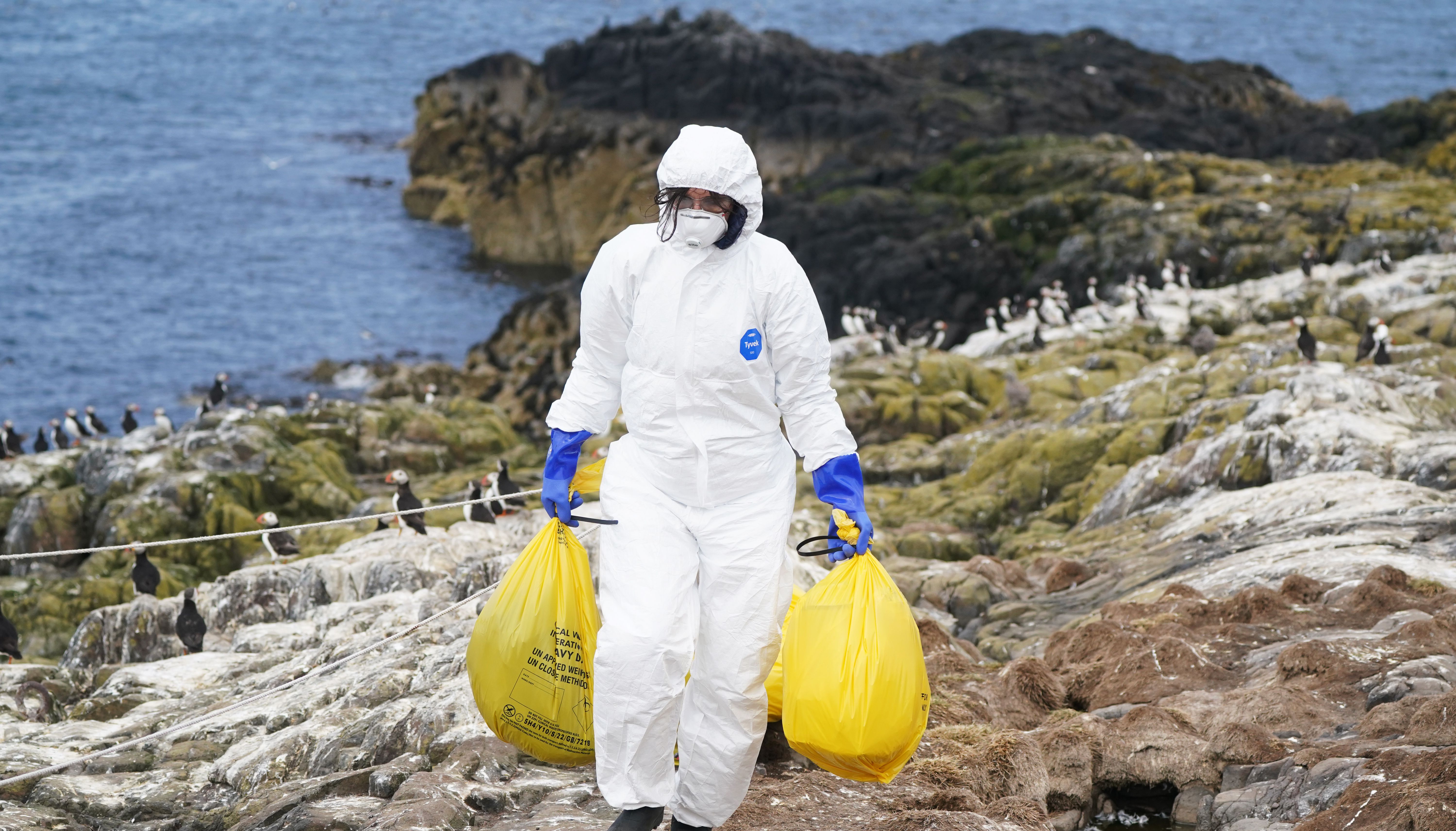 A National Trust ranger clearing dead birds from bird flu at Staple Island, one of the Outer Group of the Farne Islands, off the coast of Northumberland, in July 2022