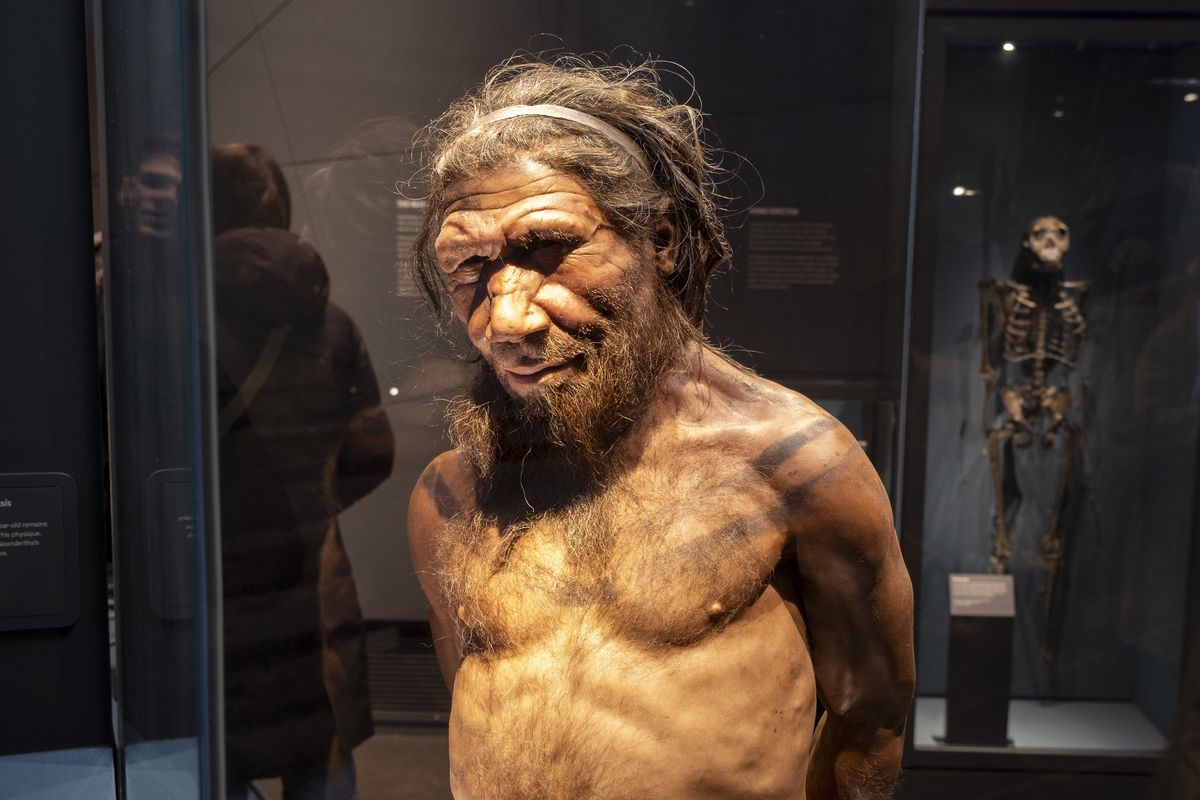 A Neanderthal man at the human evolution exhibit at the Natural History Museum