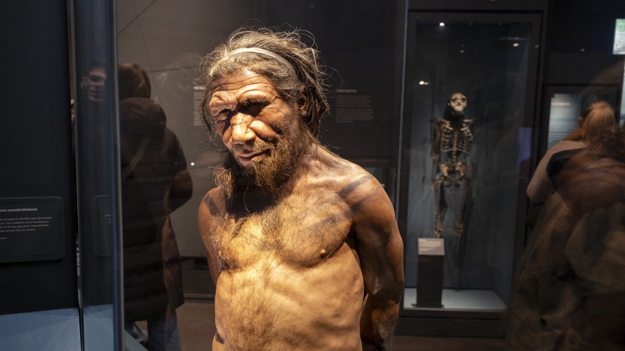 A Neanderthal man at the human evolution exhibit at the Natural History Museum
