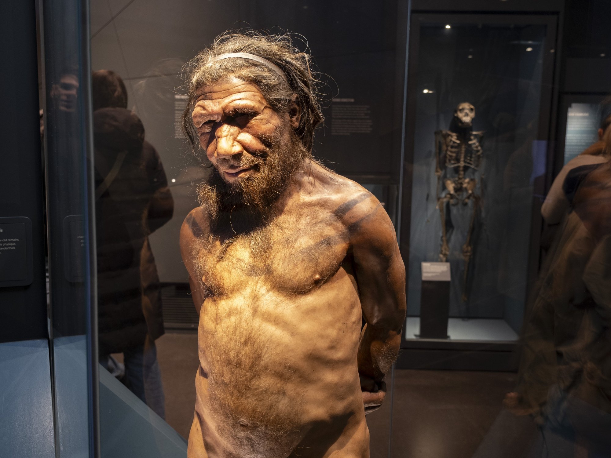 A Neanderthal man at the human evolution exhibit at the Natural History Museum