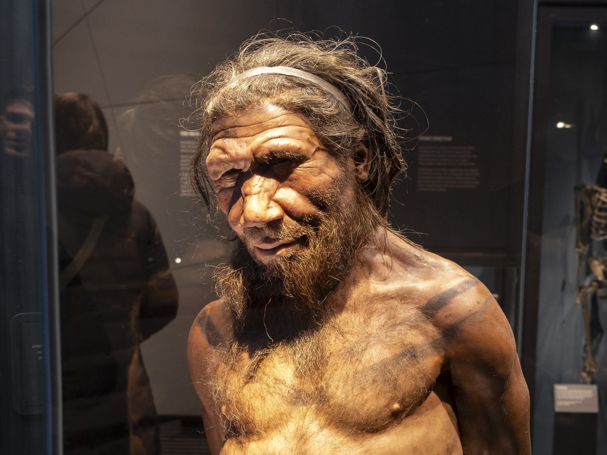A Neanderthal man at the human evolution exhibit at the Natural History Museum
