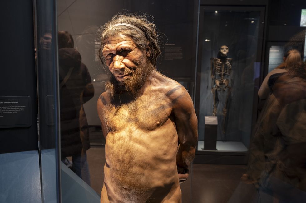 A Neanderthal man at the human evolution exhibit at the Natural History Museum
