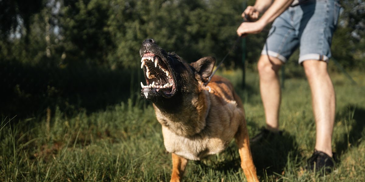 NextImg:Neighbour row explodes as homeowner 'afraid' to go into garden after 'barking' dog makes 'home unliveable'