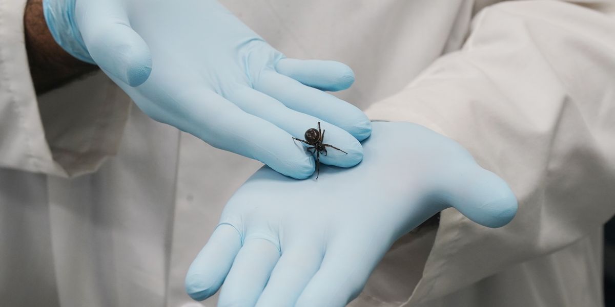 NextImg:Horror spider bite leaves man 'struggling to walk' and in 'unbearable' pain