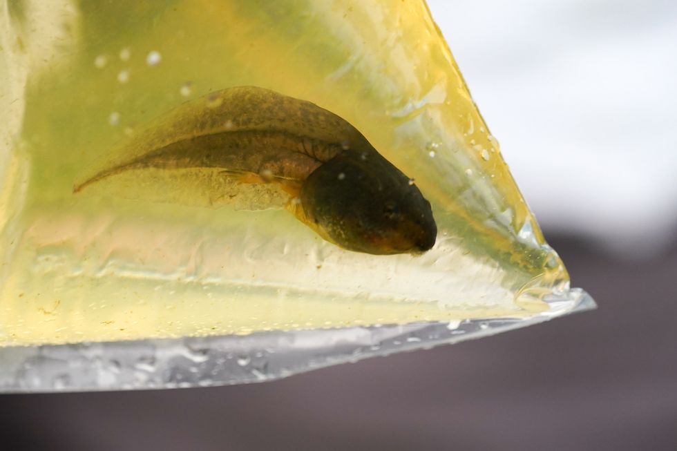 A northern pool frog tadpole before being released in ancient pingos at Norfolk Wildlife Trust (NWT) Thompson Common, as they are reintroduced into the wild after becoming extinct in England at the end of the 20th century. Picture date: Tuesday July 27, 2021.