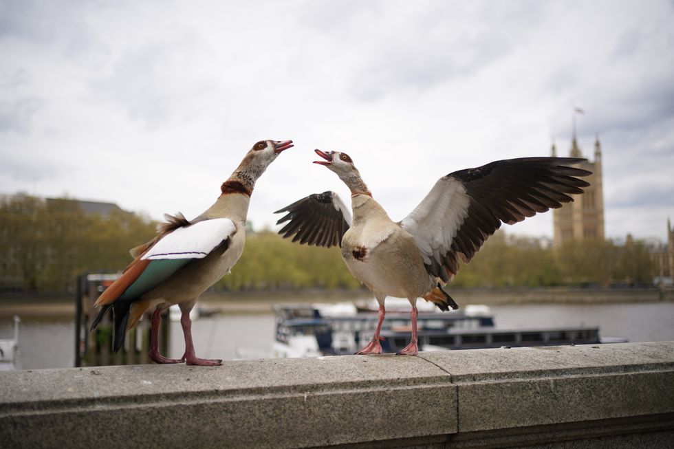 A pair of Canada geese on the side of the Thames in London
