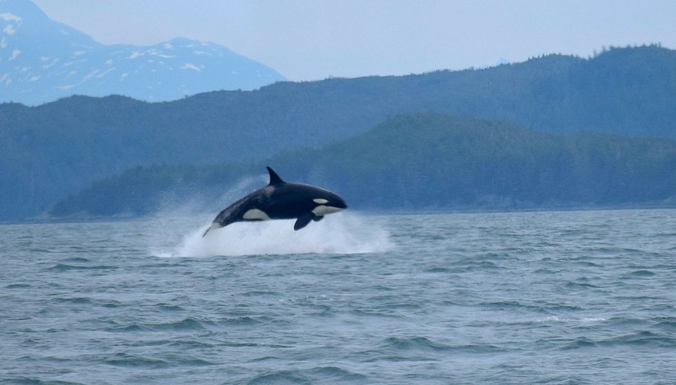A pair of killer whales are responsible for the attacks, scientists believe