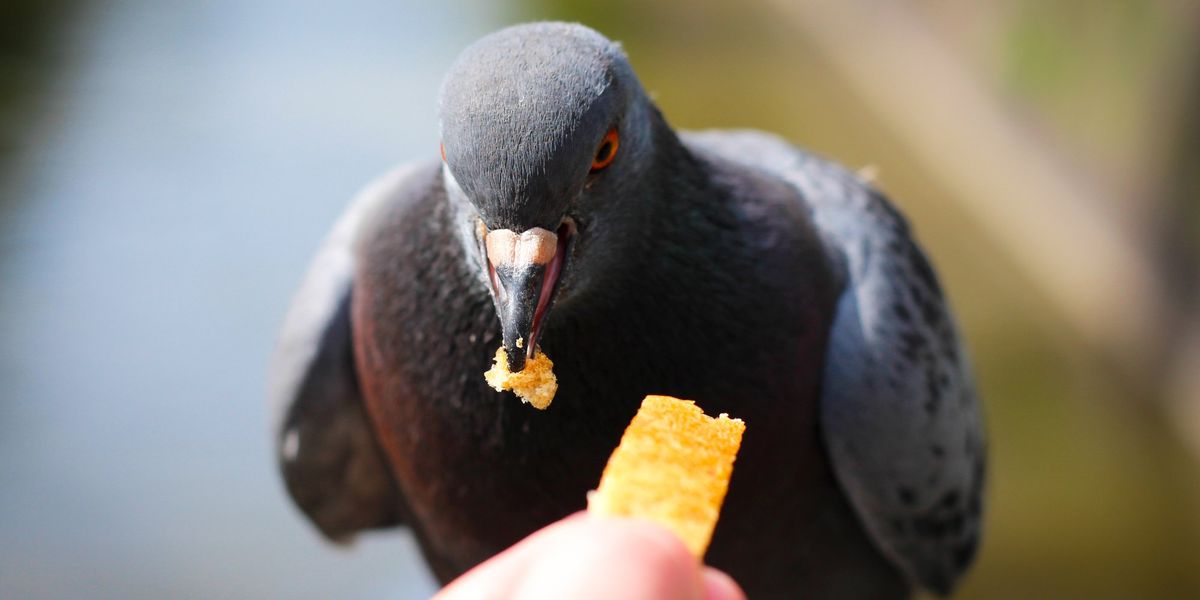 Manchester woman left baffled and ‘scared to go out’ after being fined £150 for feeding birds Manchester woman left baffled and ‘scared to go out’ after being fined £150 for feeding birds