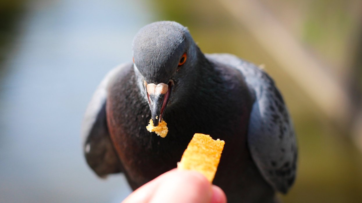 A pidgeon eating a chip