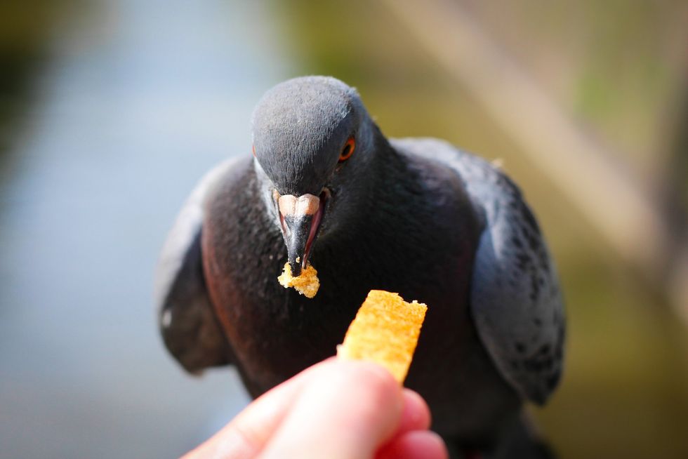 A pidgeon eating a chip