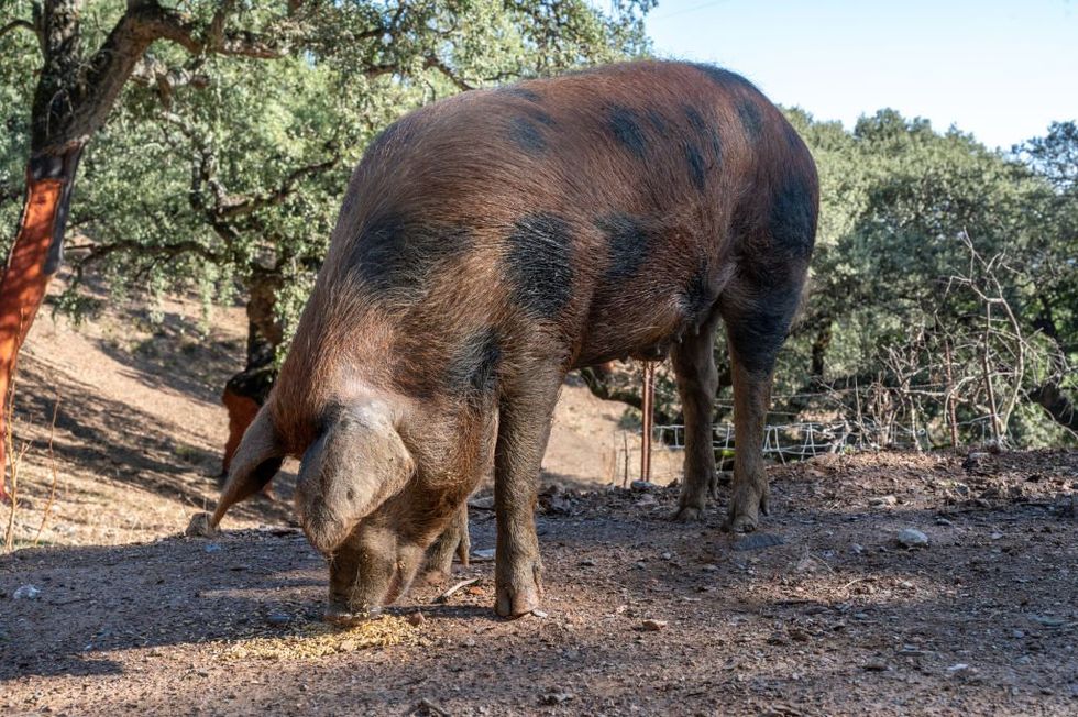 A pig in Spain