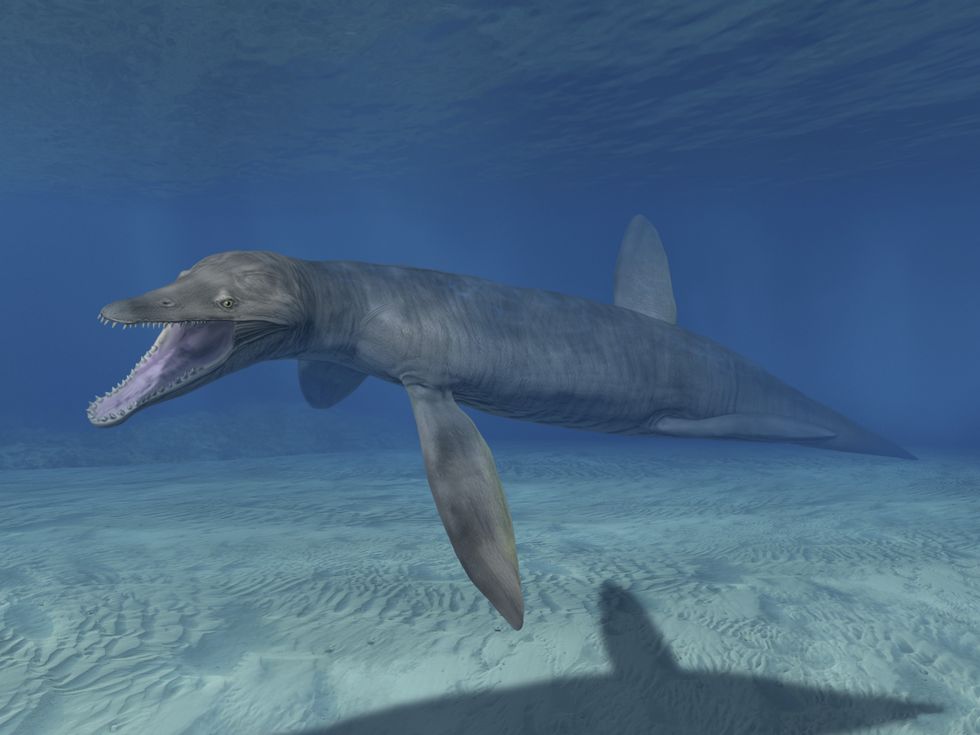 A pliosaur