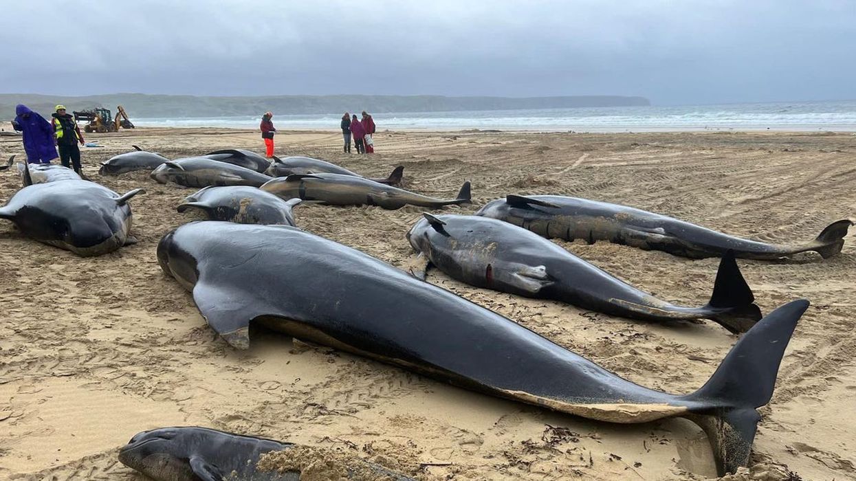 A pod of 55 whales has died in the worst mass stranding in Britain on a beach in the Scottish islands