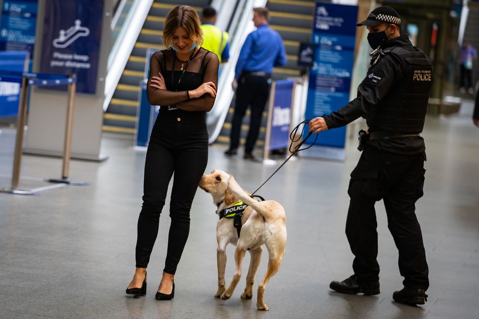 A police sniffer dog during a training exercise at St Pancras International Station, London.