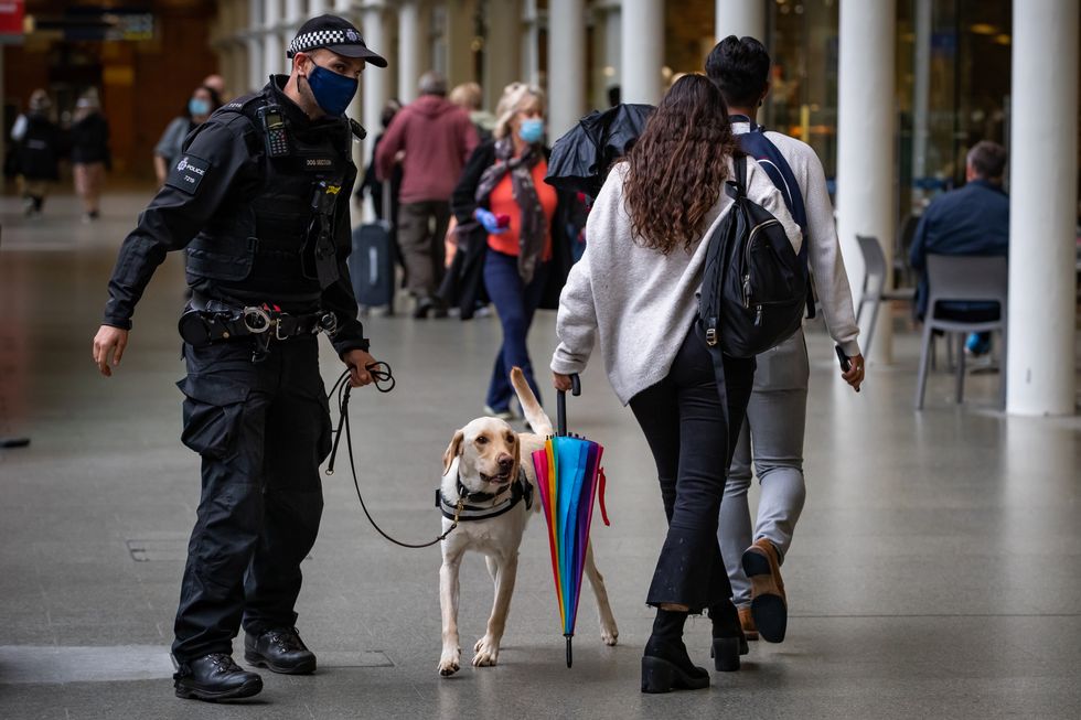 A police sniffer dog during a training exercise at St Pancras International Station, London.