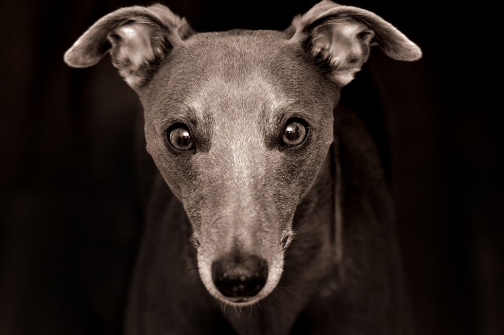 A portrait of a Whippet dog.