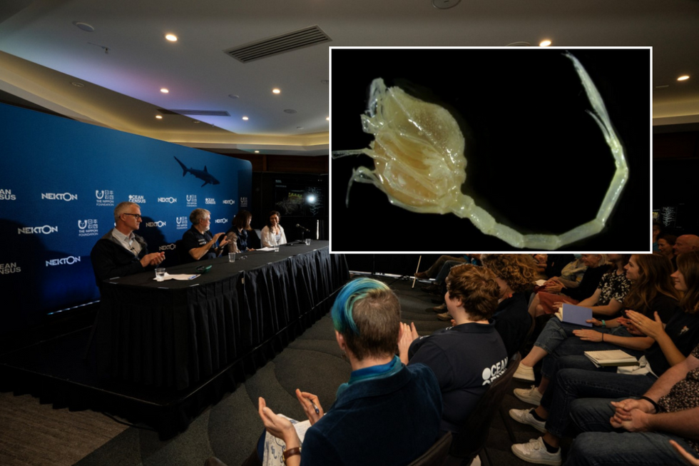 A press conference was held announcing the new discovery\u200b with inset of new species