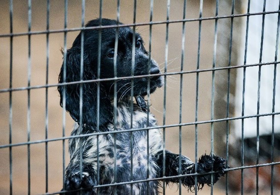 A puppy in RSPCA care called Befa.