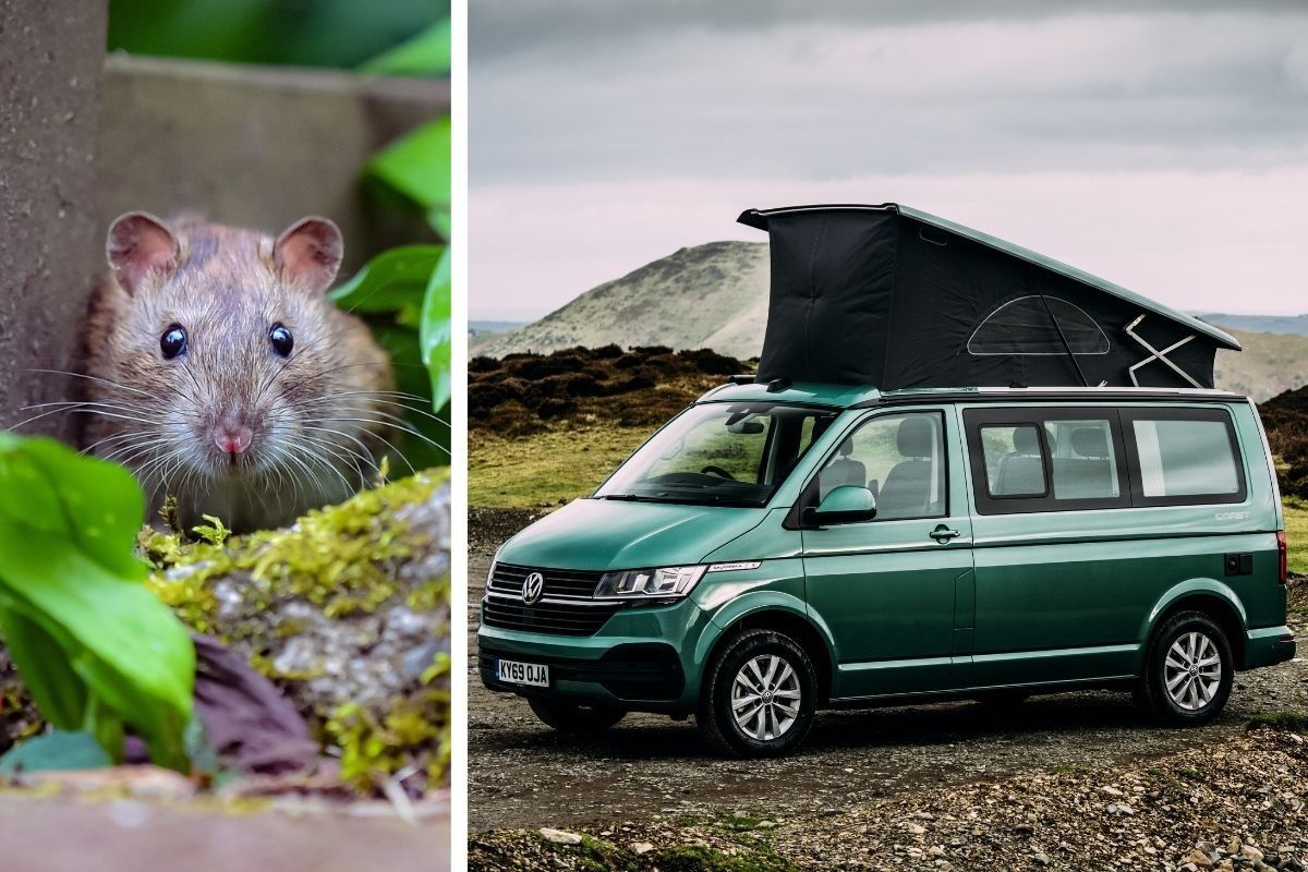 A rat and The Volkswagen California Campervan