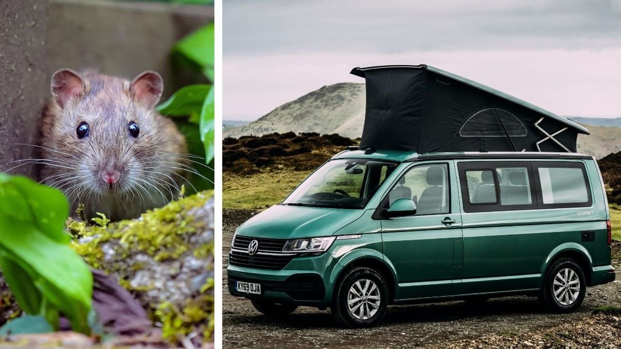 A rat and The Volkswagen California Campervan