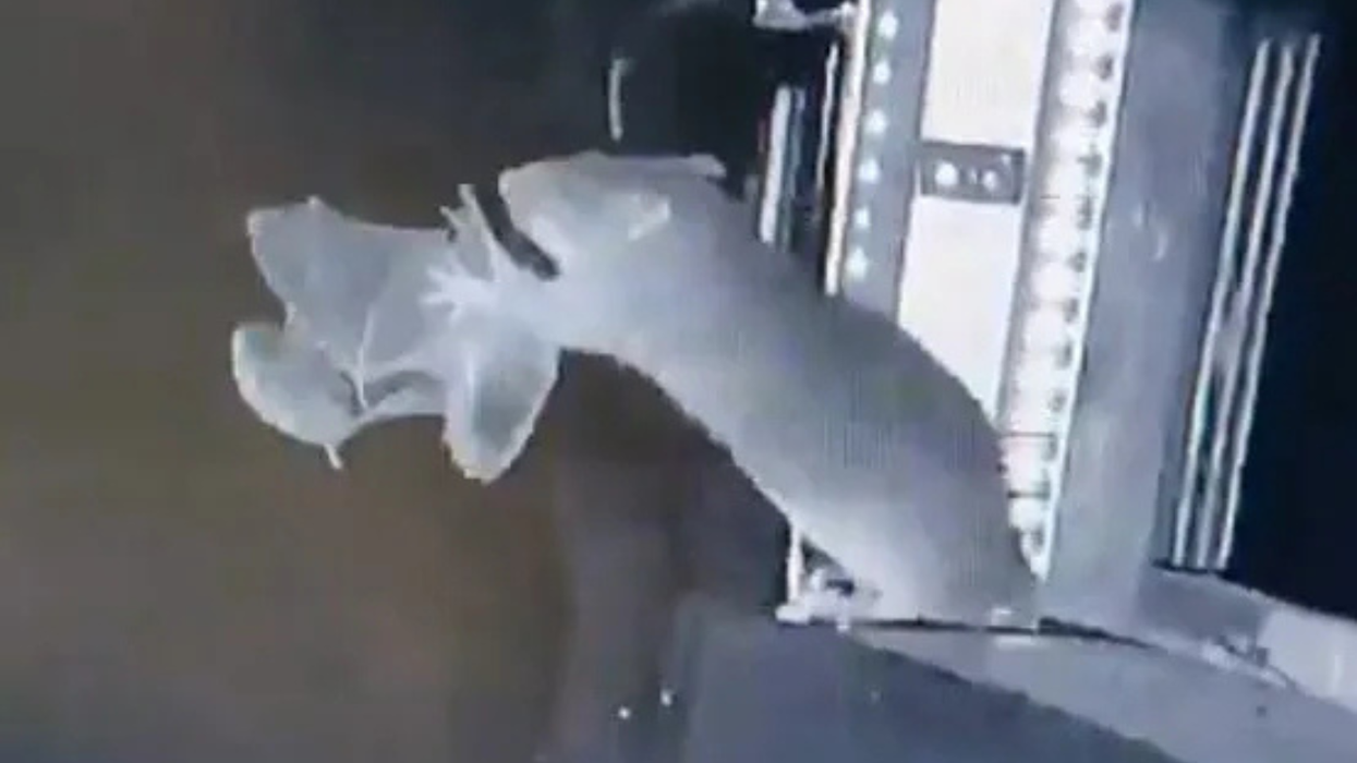 A rat catching a bat mid-air