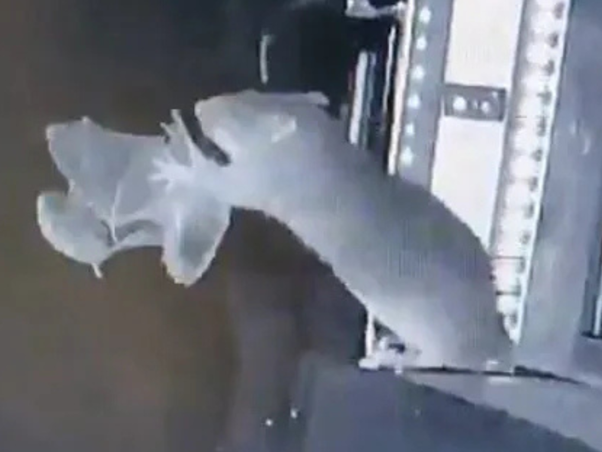 A rat catching a bat mid-air