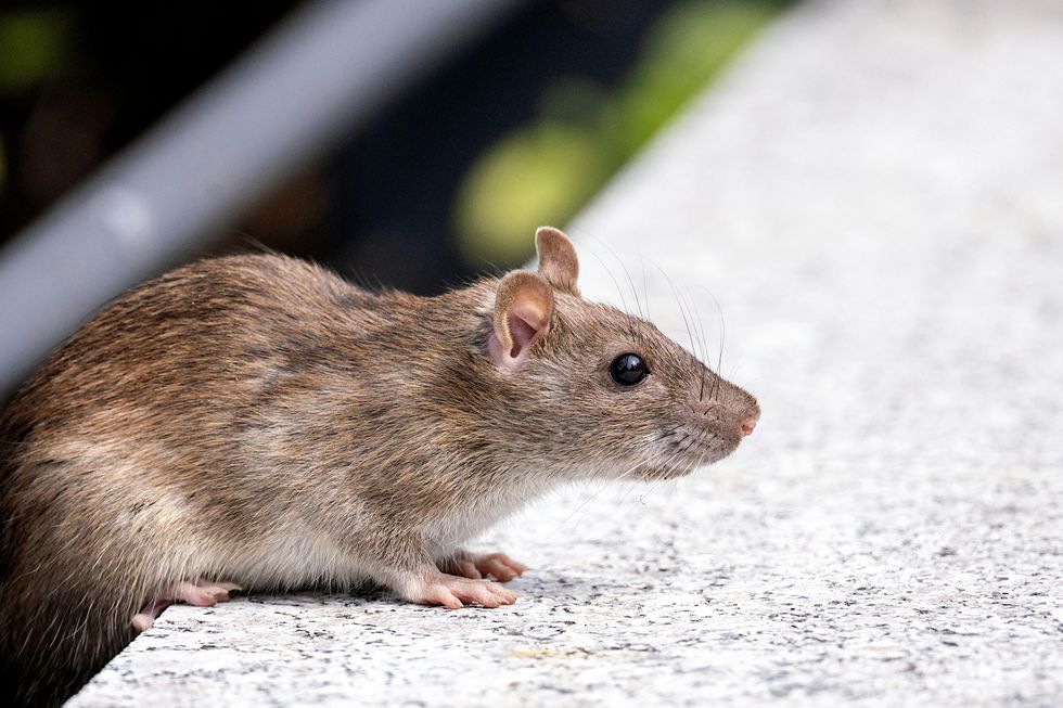 A rat