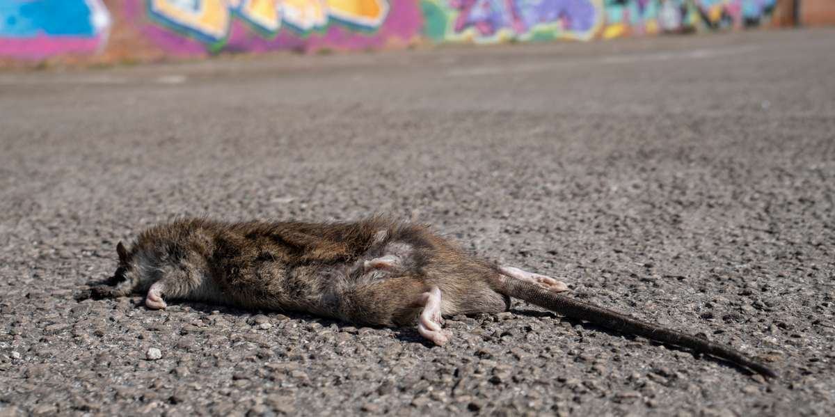 NextImg:Giant rat numbers expected to surge as Britons warned about upcoming 'horrendous' winter