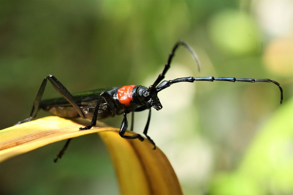A red-neck longhorn beetle