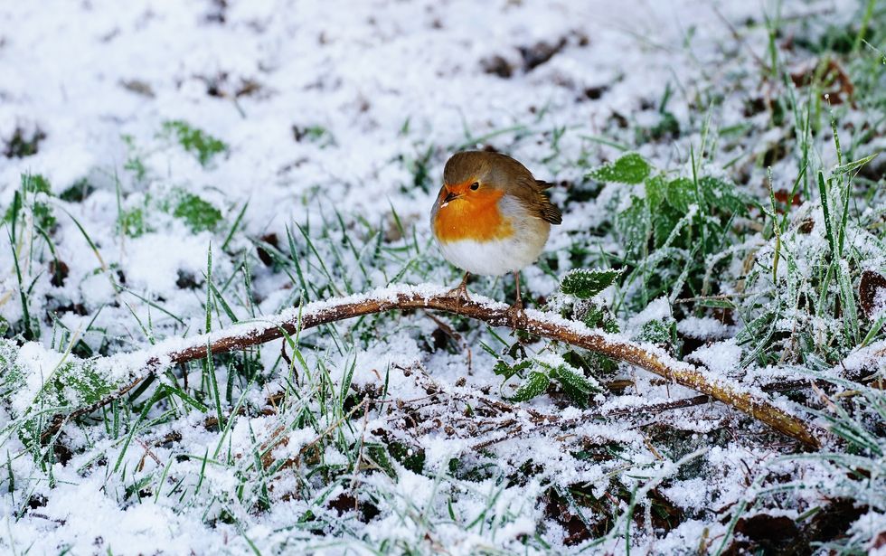 A robin among the snow and ice in Ticknock forest, Dublin. Parts of Ireland have been blanketed in snow with forecasters warning that freezing conditions are set to continue. Picture date: Friday December 9, 2022.