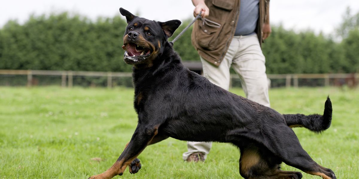 NextImg:Dog owner spared jail after 'unpredictable' Rottweiler mauled two people in separate attacks