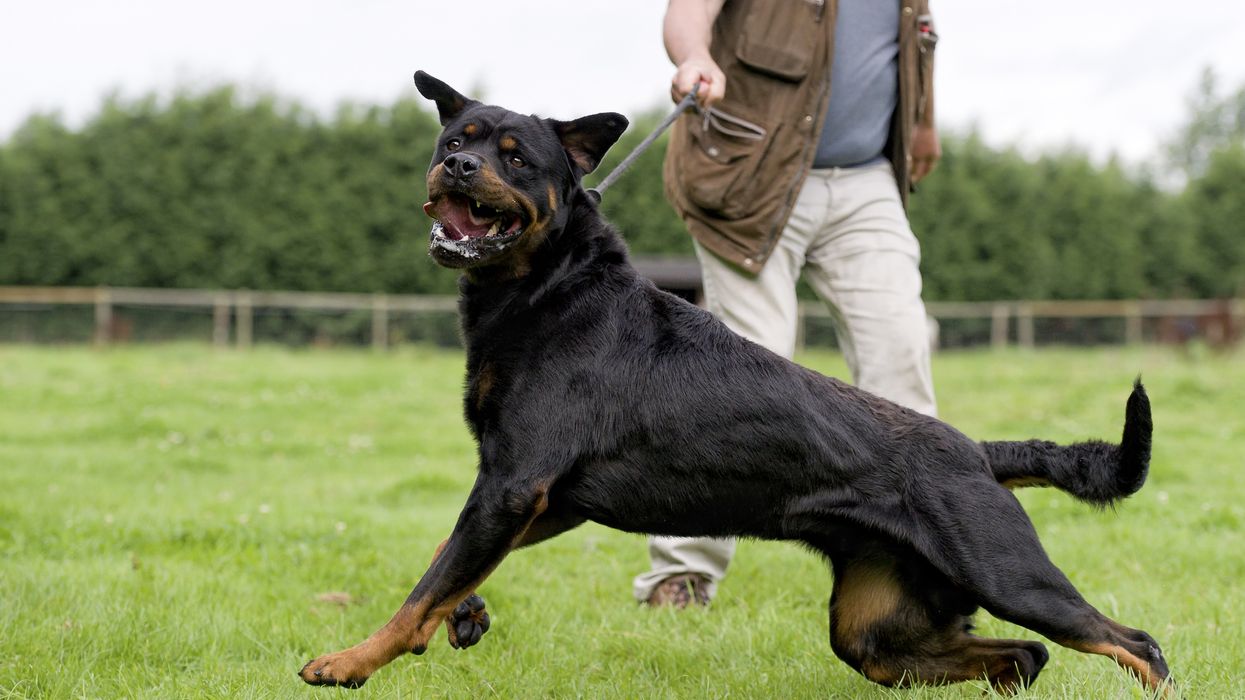 A Rottweiler