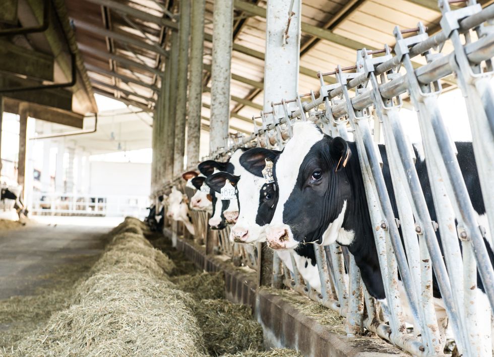 A row of cows