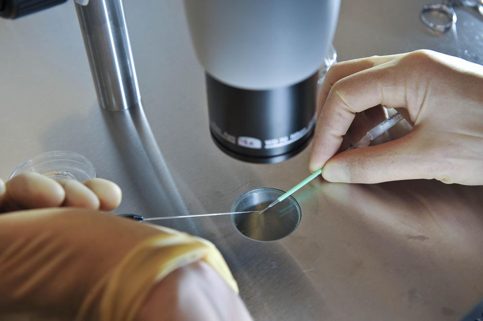 A scientist readying an embryo for freezing
