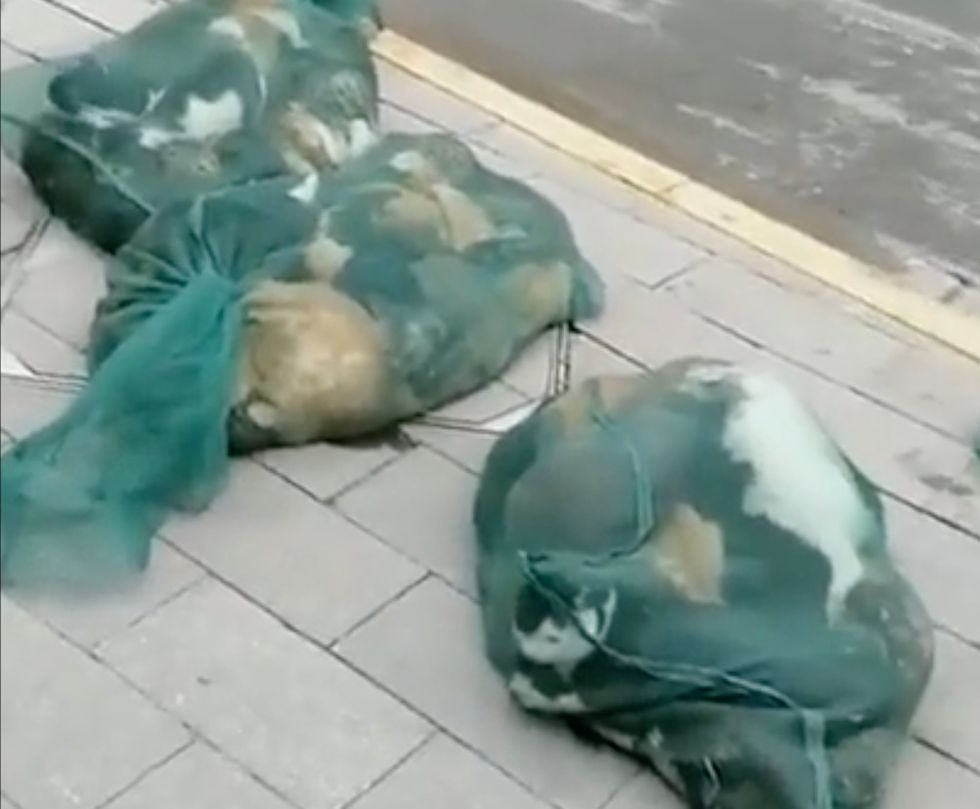 A screenshot from the video showing Shanghai resident's pets in bin bags