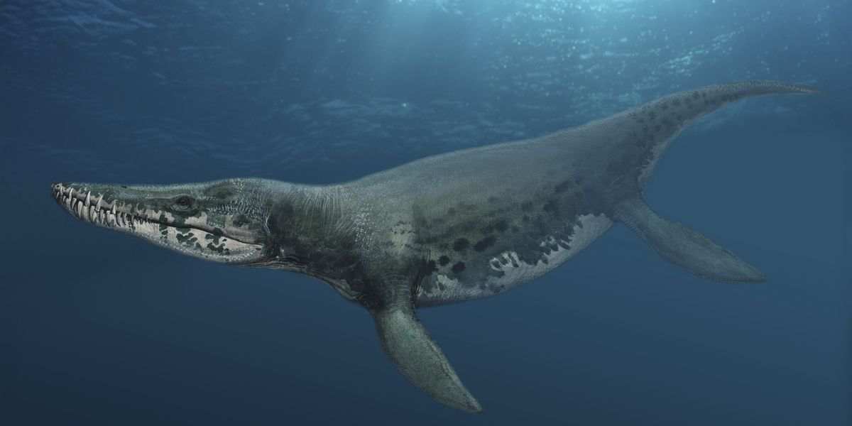 NextImg:Enormous sea monster discovered in Dorset - 'Wow!'