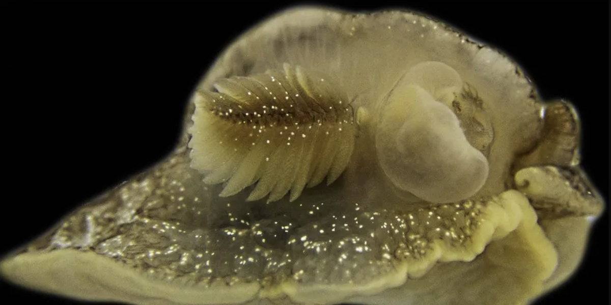 NextImg:Mysterious sea creature discovered in UK waters for first time