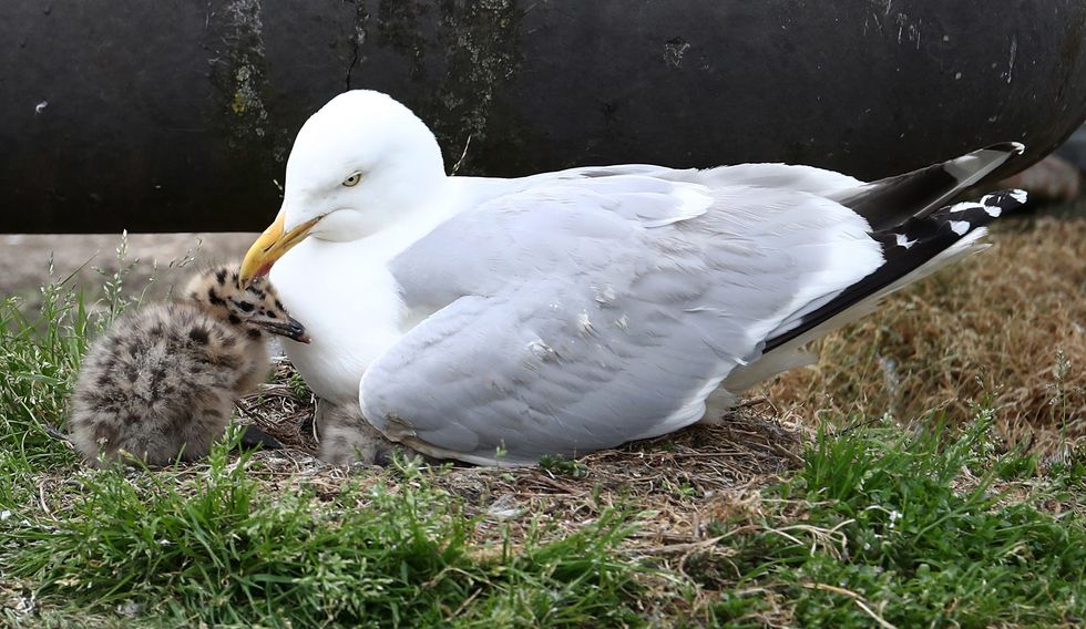 A seagull chick, with its parent, nesting on the roof of a pumping station